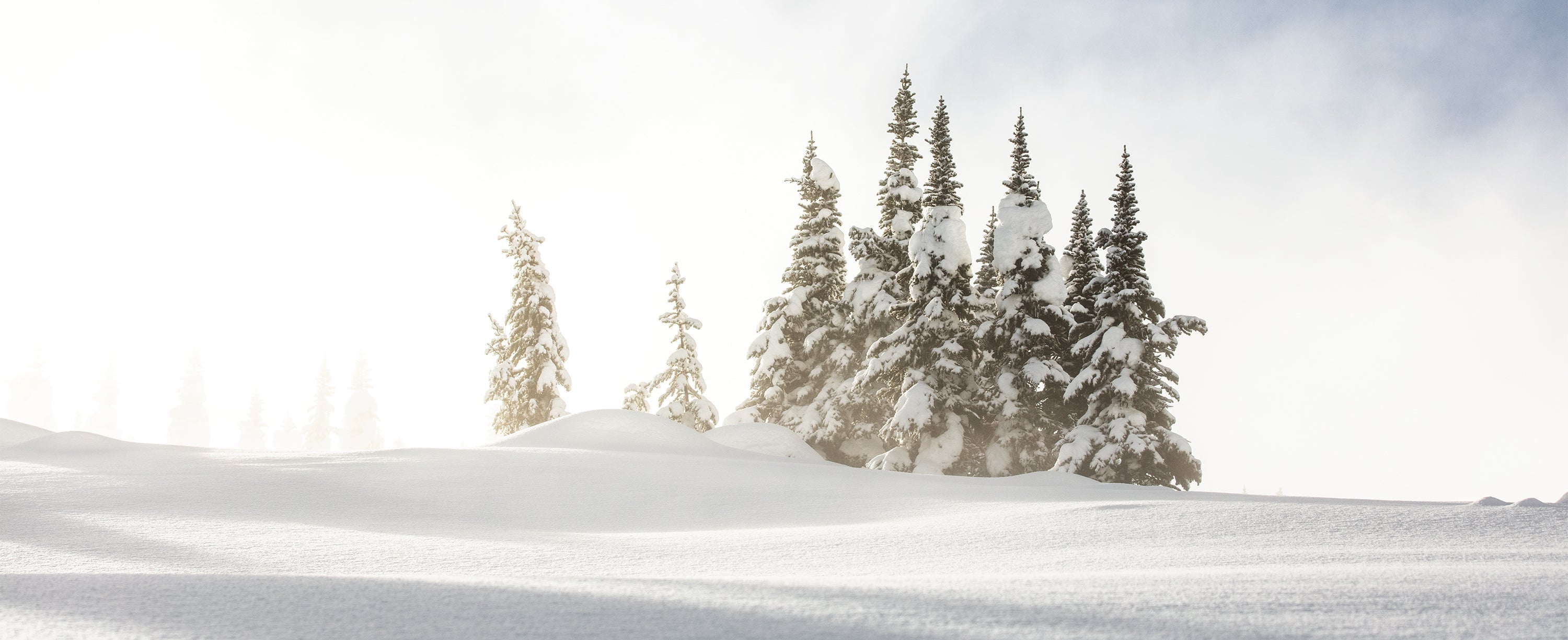 A snowy scene of evergreens atop a mountain.